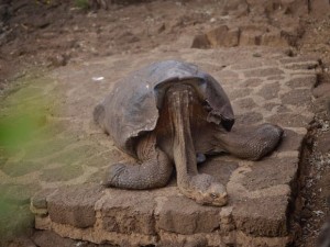 george-tortoise-DM